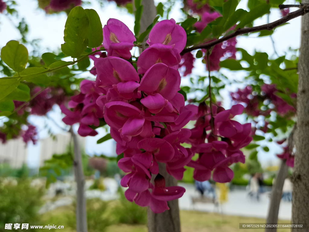 香花槐