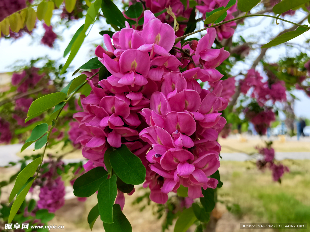 香花槐