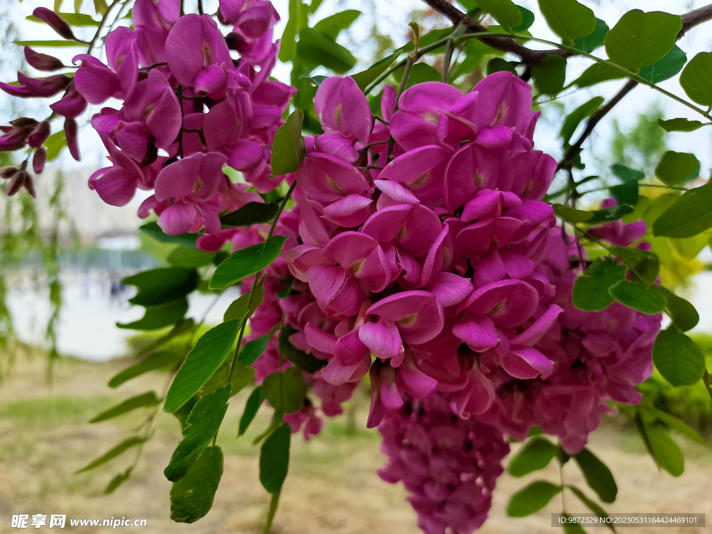 香花槐