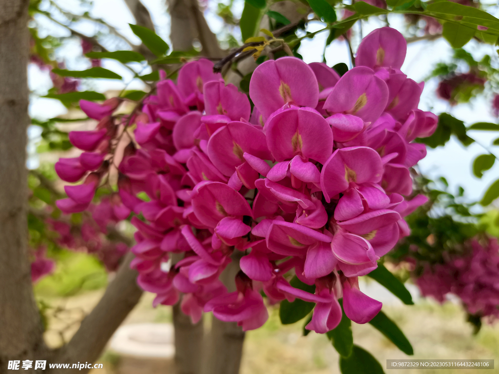 香花槐