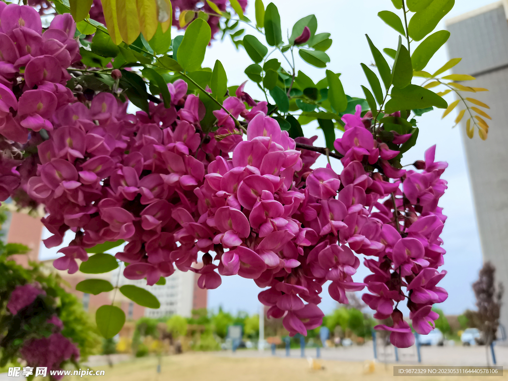 香花槐
