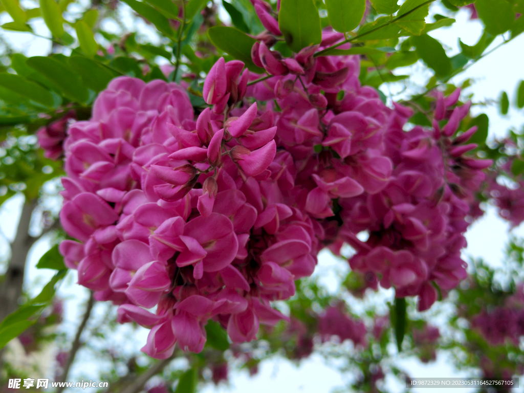 香花槐