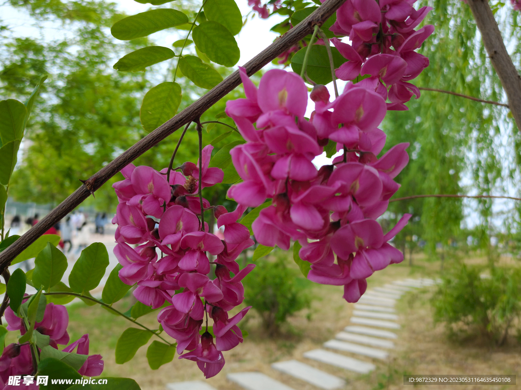 香花槐