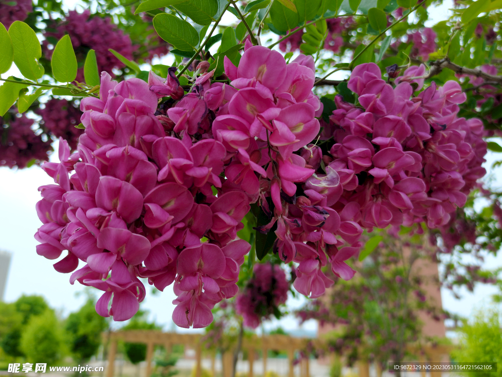 香花槐