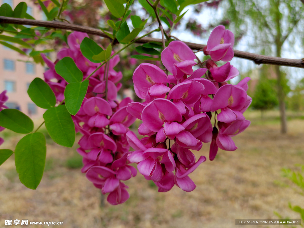 香花槐