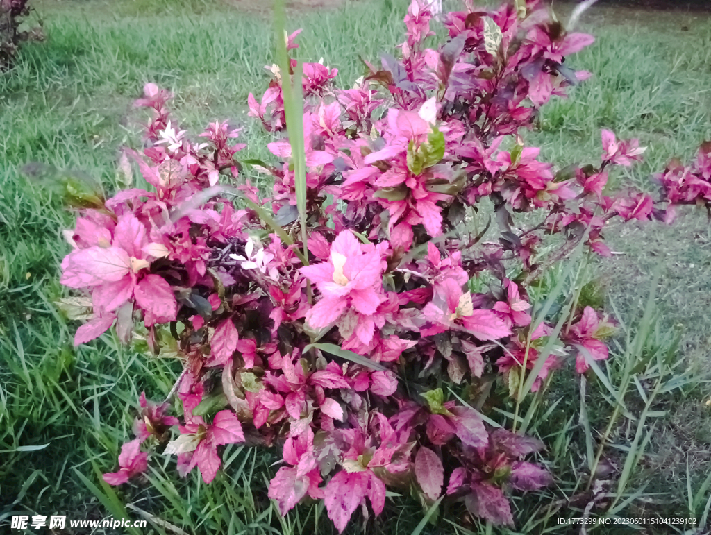 风景树