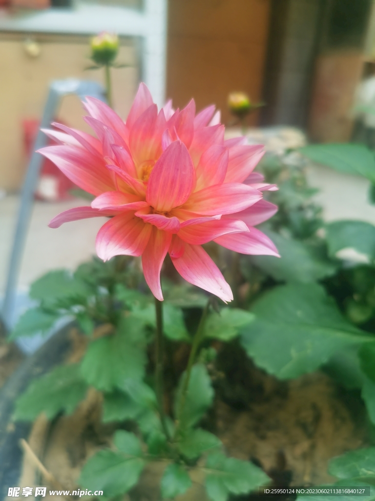 地瓜花