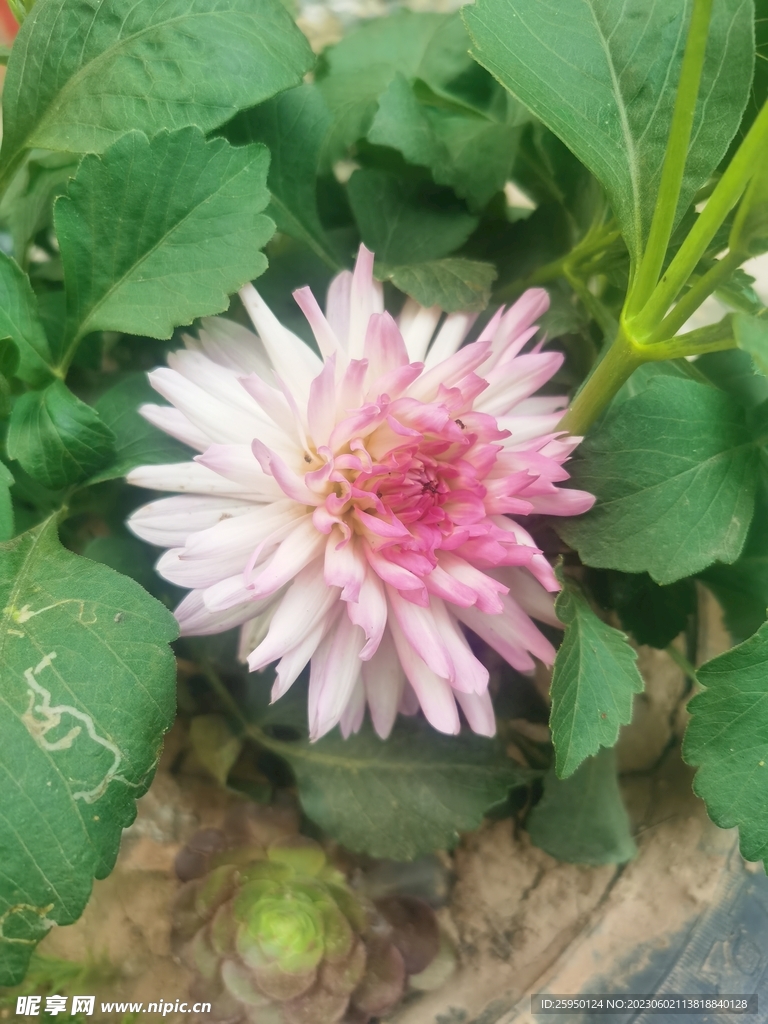 地瓜花