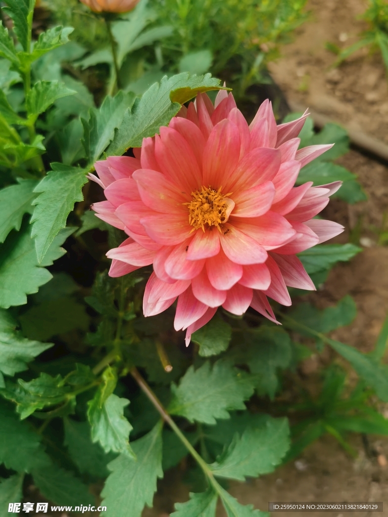 地瓜花