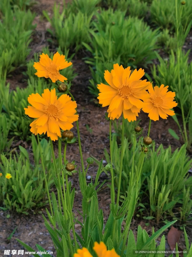 金鸡菊