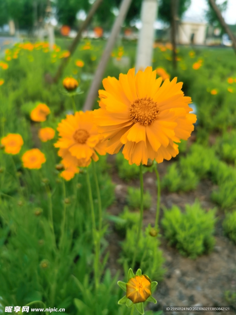 金鸡菊