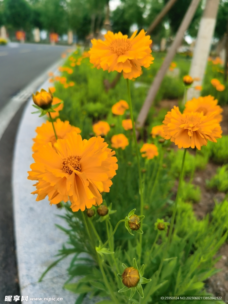 金鸡菊