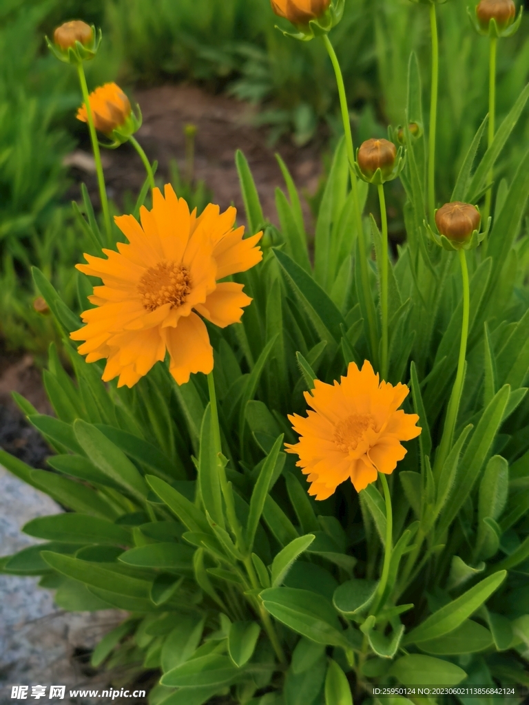 金鸡菊