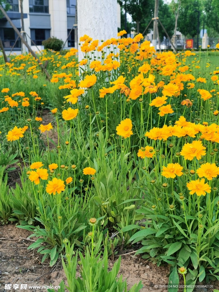 金鸡菊