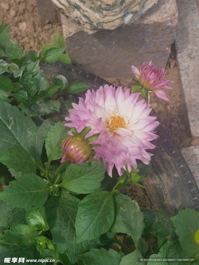 地瓜花