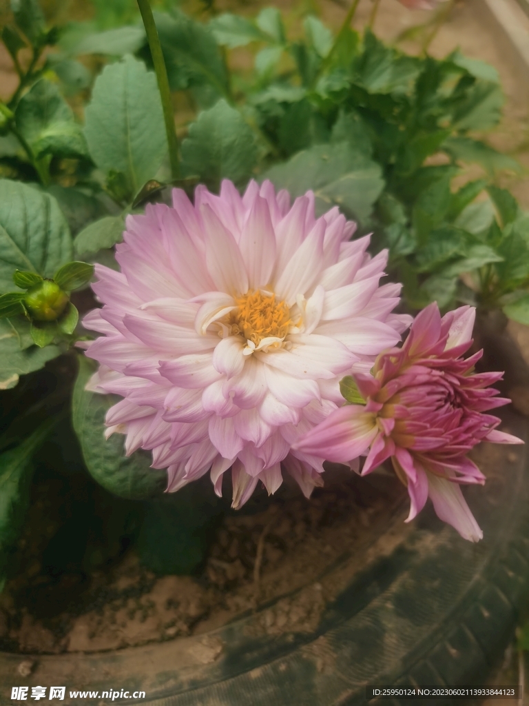 地瓜花