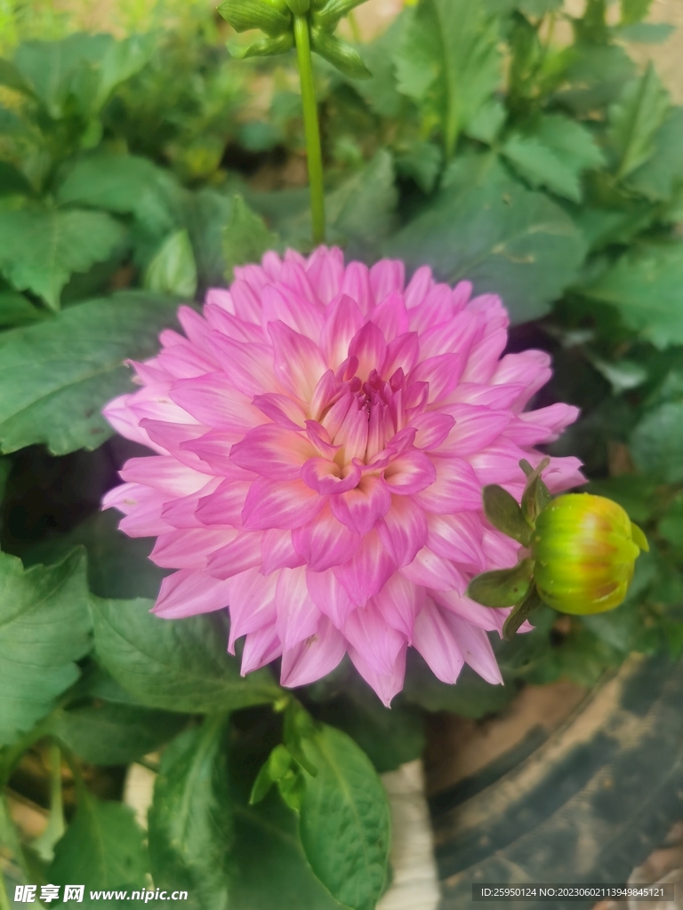 地瓜花