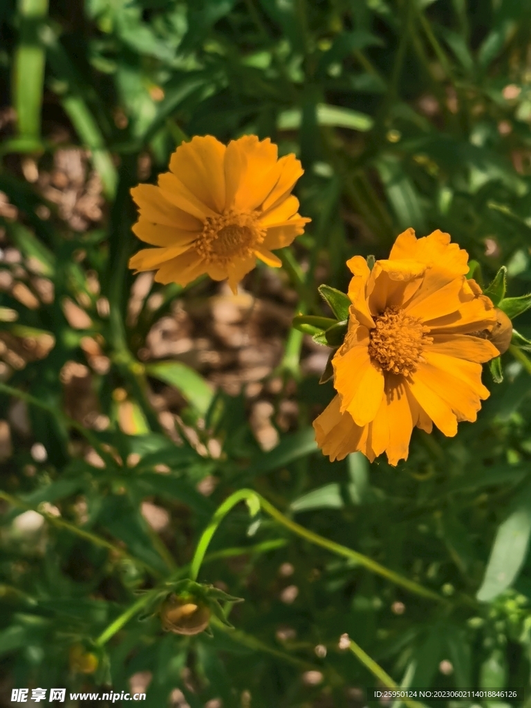  金鸡菊