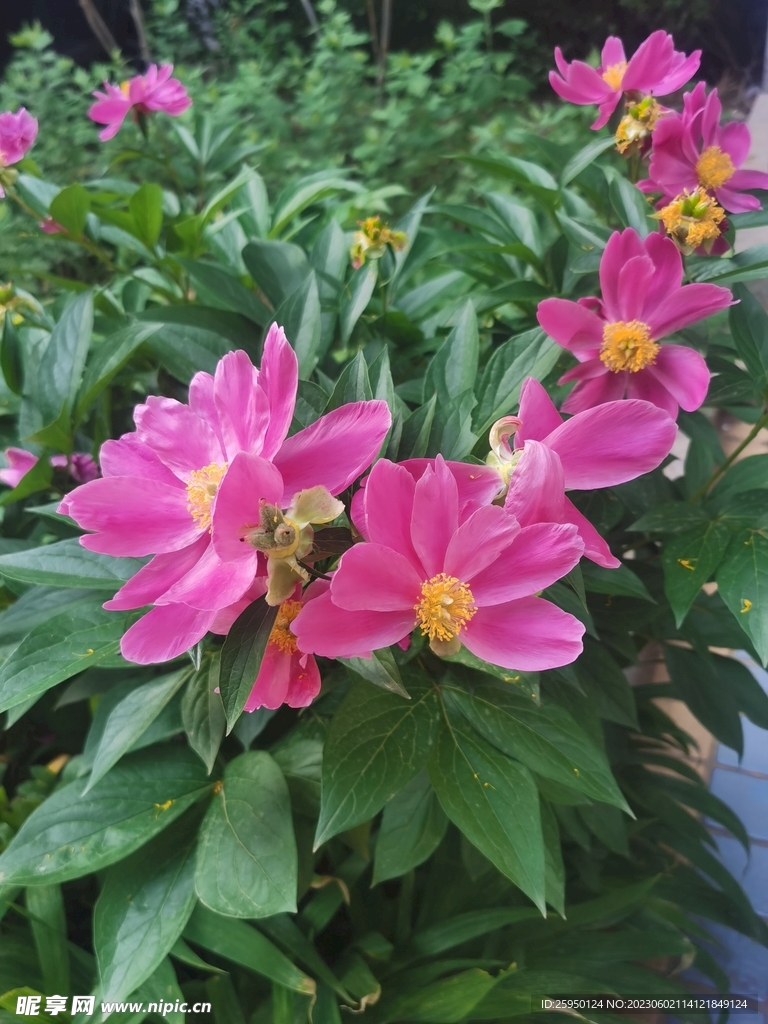 芍药