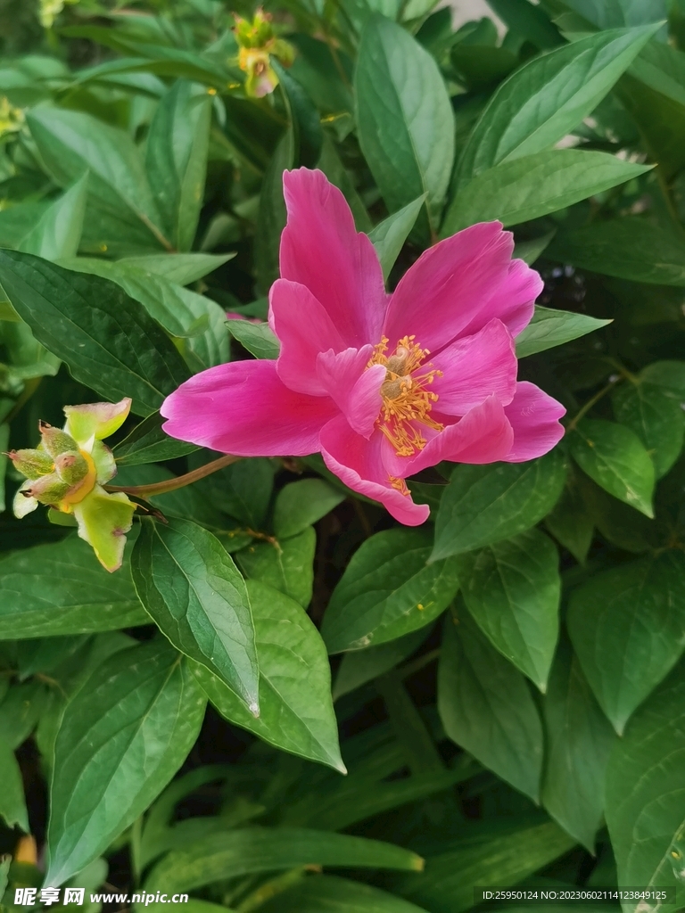 芍药