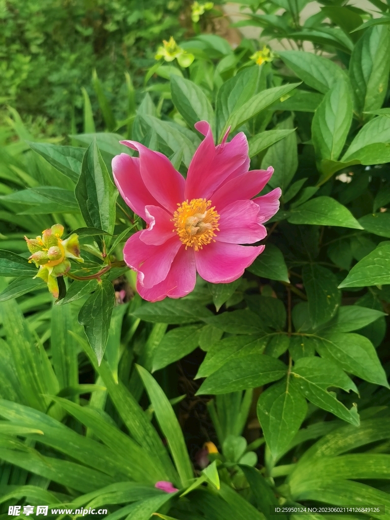 芍药