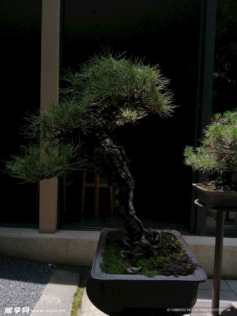 松树盆栽