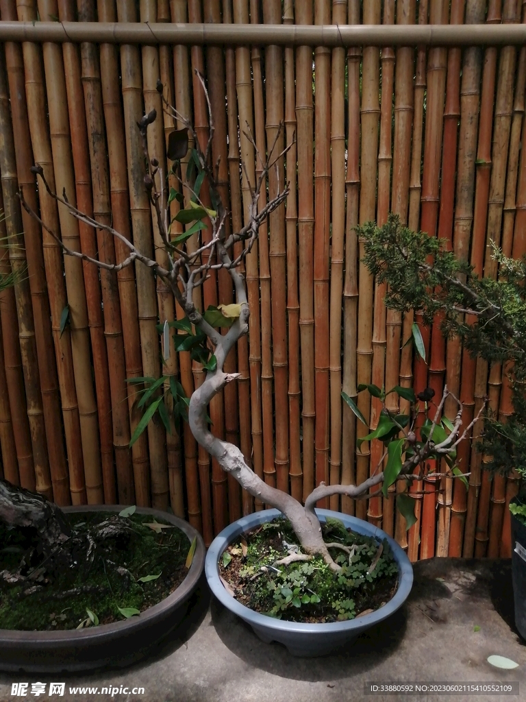 小盆景