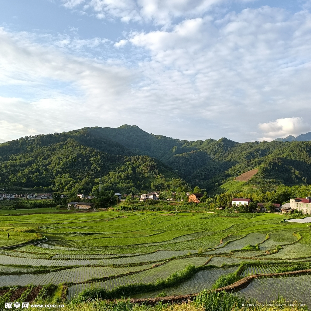 稻田