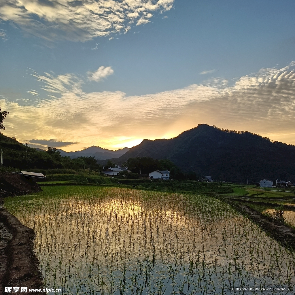 夕阳稻田