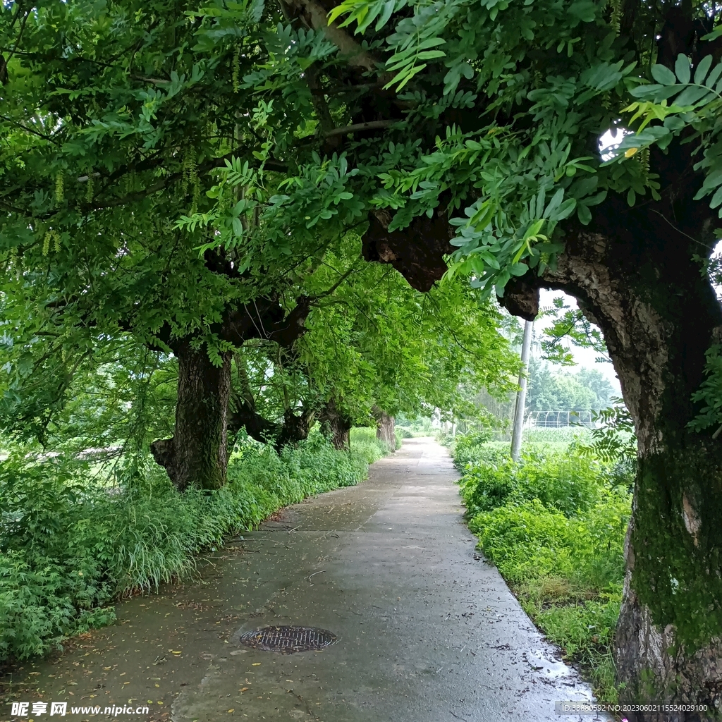 村头古树
