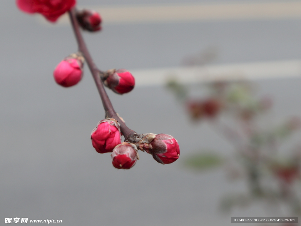 碧桃花