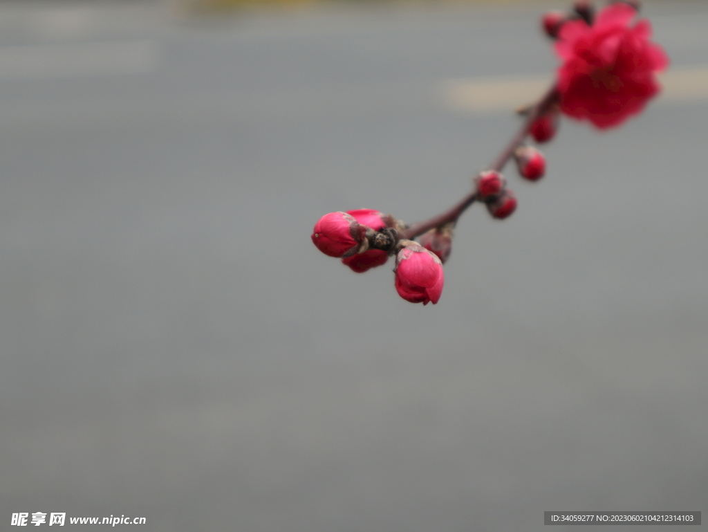 碧桃花