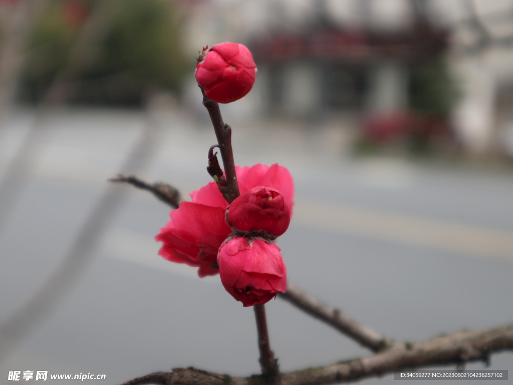 碧桃花
