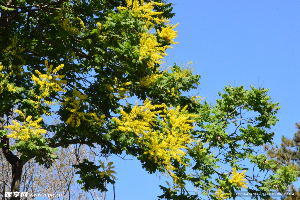 栾树花 