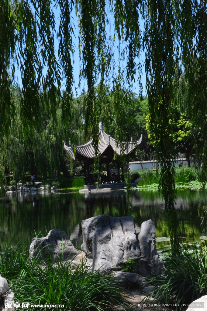 垂柳风景 
