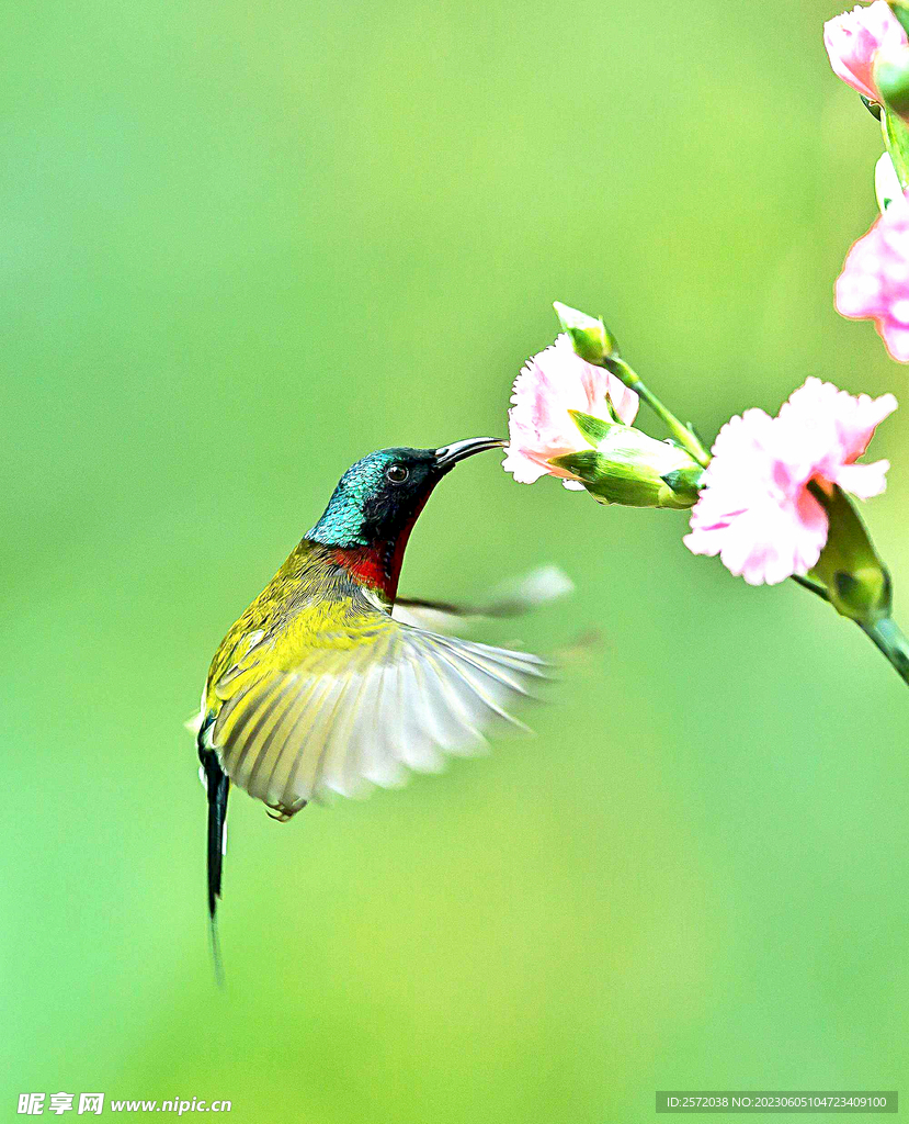 太阳鸟图
