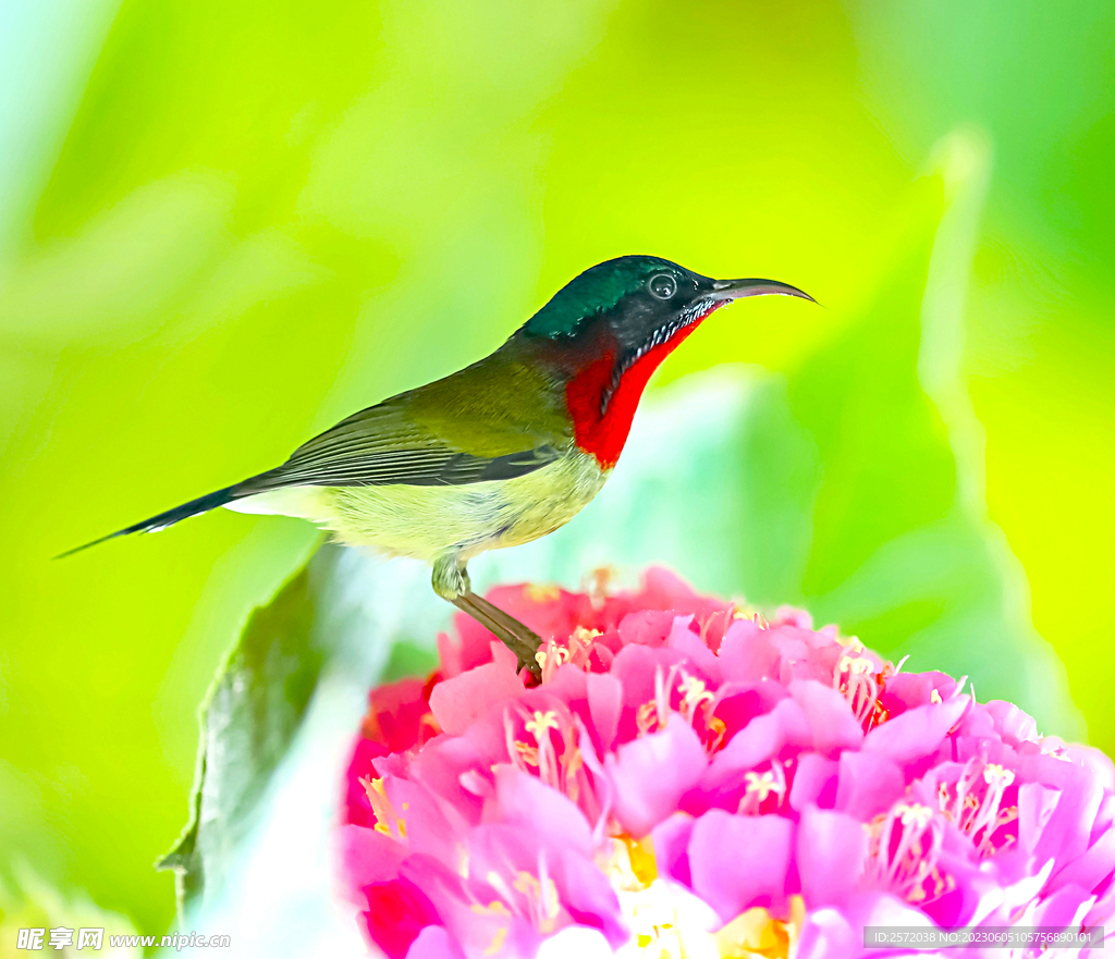 太阳鸟图