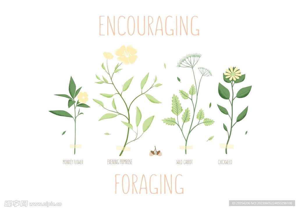 植物花图片