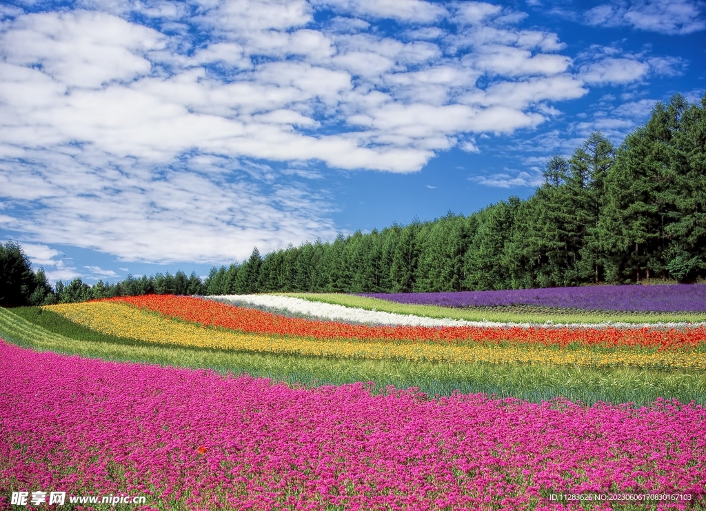花丛郊外风景