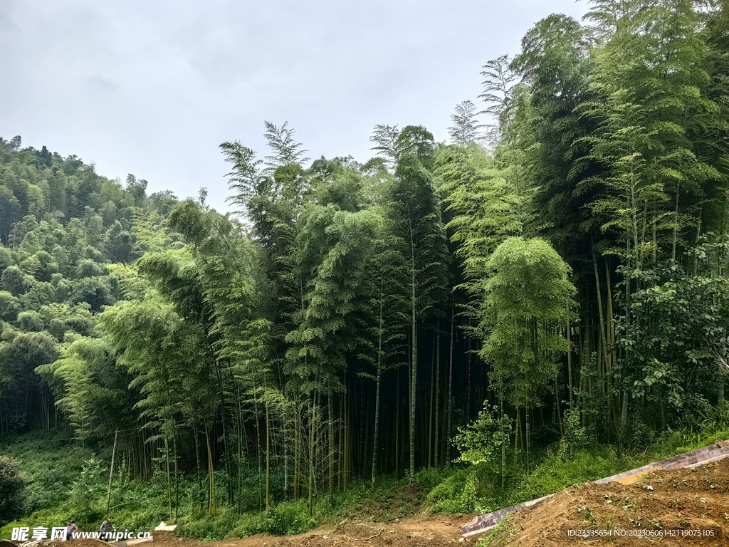 竹林