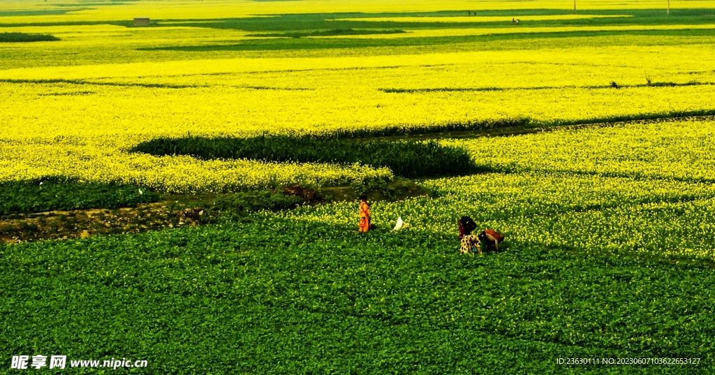 草地