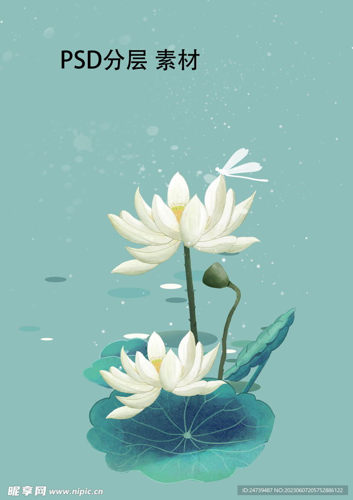荷花