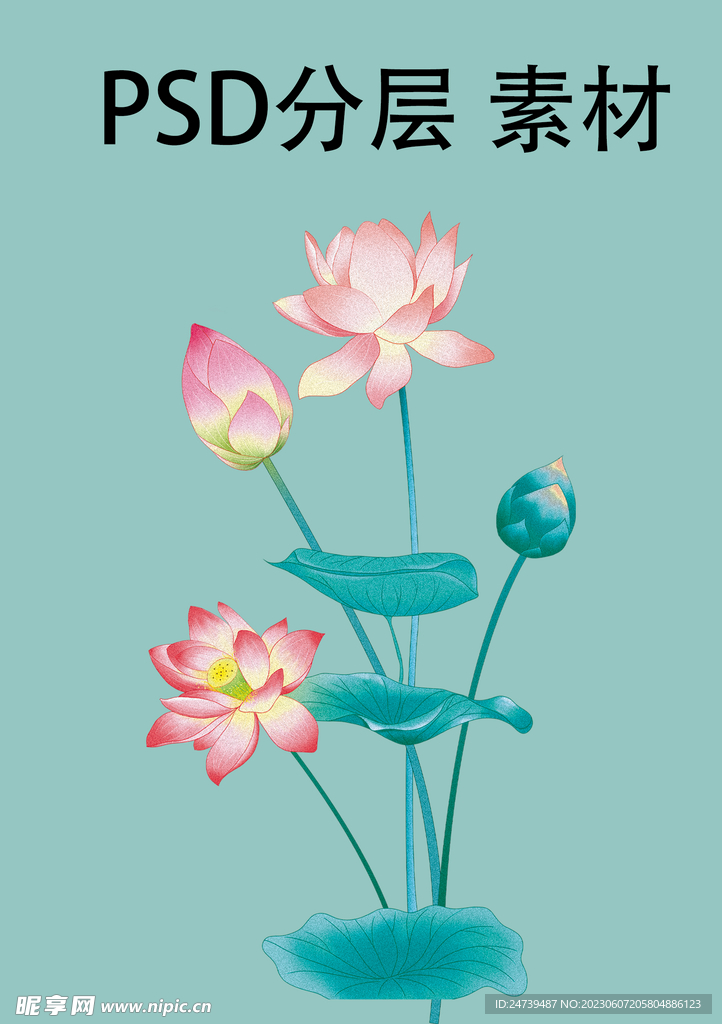 荷花