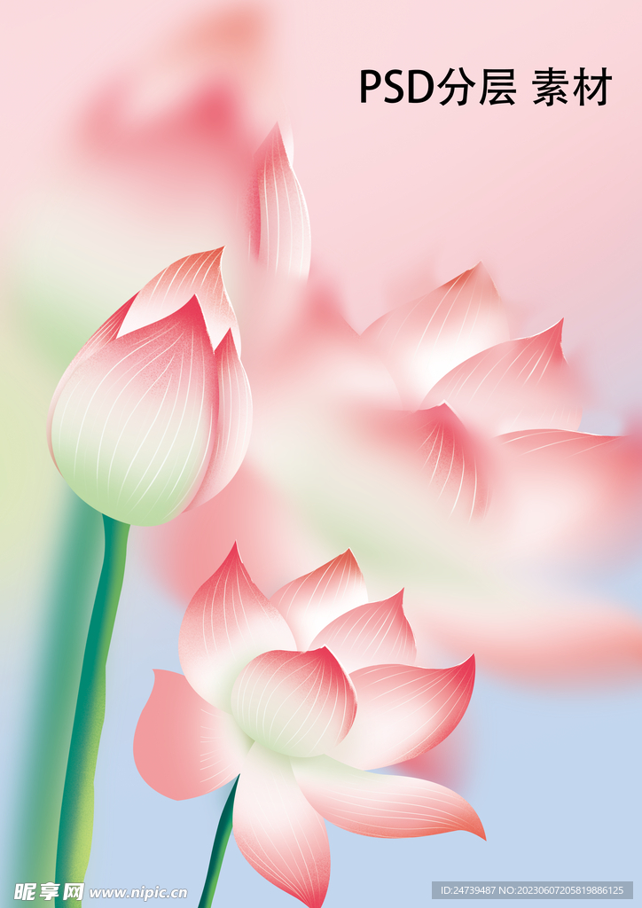 荷花