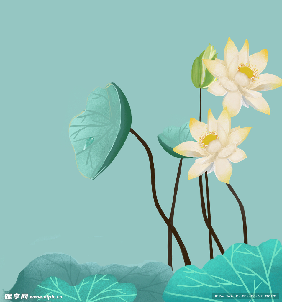 荷花
