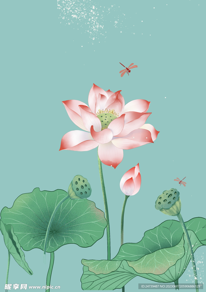 荷花