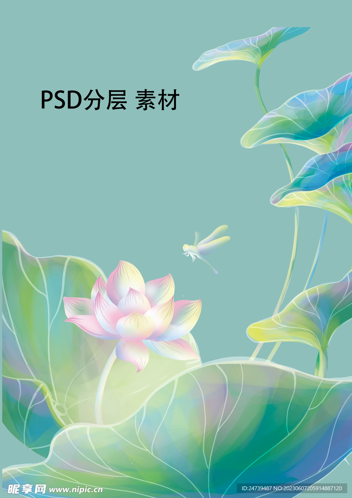 荷花