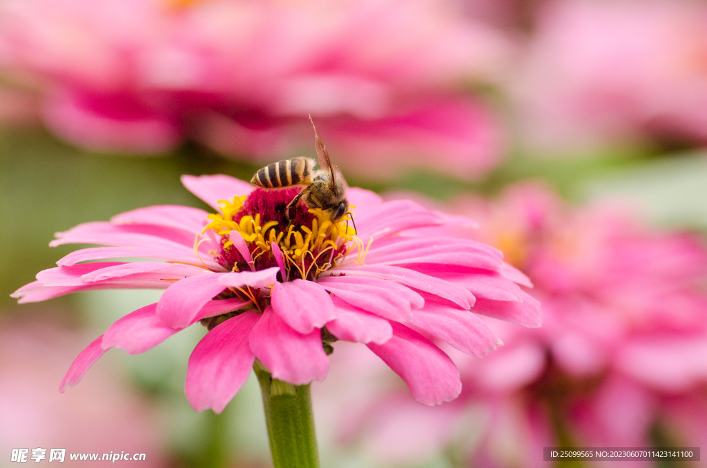 工作中的小蜜蜂