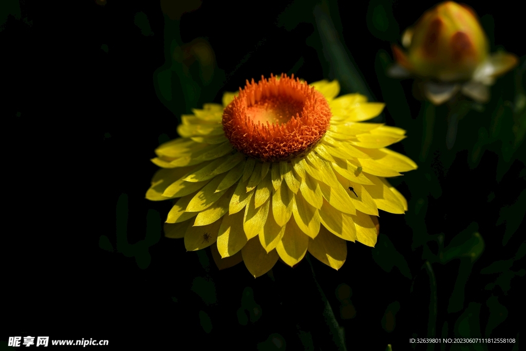 蜡菊