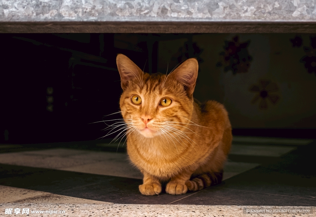 橘猫